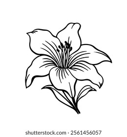 Vector  Flower, Nature Image  Design