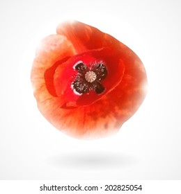 Vector. Flower on a white background. Isolated. Summer. Poppy. Nature.