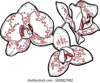 Vector flower orchid. Element for design.