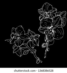 Vector flower of orchid. Golden Ink illustration on black background.