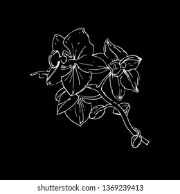 Vector flower of orchid. Golden Ink illustration on black background.