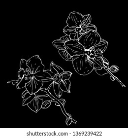 Vector flower of orchid. Golden Ink illustration on black background.