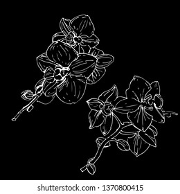 Vector flower of orchid. Golden Ink illustration on black background.