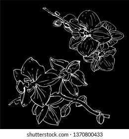 Vector flower of orchid. Golden Ink illustration on black background.
