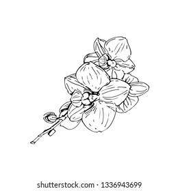 Vector flower of orchid. Ink illustration isolated.