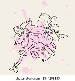 Vector flower of orchid. Ink illustration isolated.