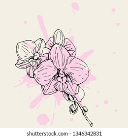 Vector flower of orchid. Ink illustration isolated.