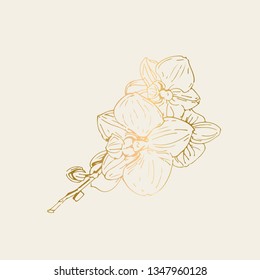 Vector flower of orchid. Ink illustration isolated.