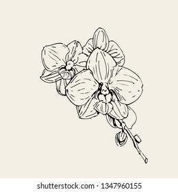 Vector flower of orchid. Ink illustration isolated.