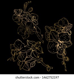 Vector flower of orchid. Ink illustration isolated.