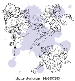 Vector flower of orchid. Ink illustration isolated.
