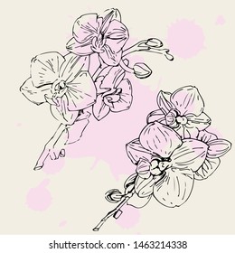 Vector flower of orchid. Ink illustration isolated 