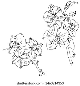 Vector flower of orchid. Ink illustration isolated.