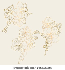 Vector flower of orchid. Ink illustration isolated.