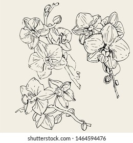 Vector flower of orchid. Ink illustration isolated 
