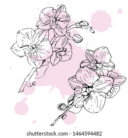 Vector flower of orchid. Ink illustration isolated.