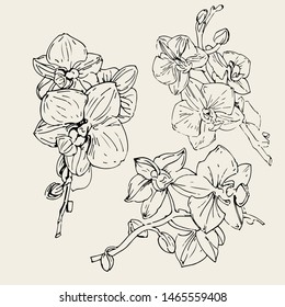 Vector flower of orchid. Ink illustration isolated 