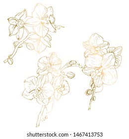 Vector flower of orchid. Ink illustration isolated.