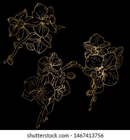 Vector flower of orchid. Ink illustration isolated.