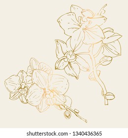 Vector flower of orchid.Golden Ink illustration isolated on soft beige background.