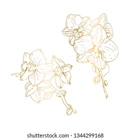 Vector flower of  orchid.Golden Ink illustration isolated.