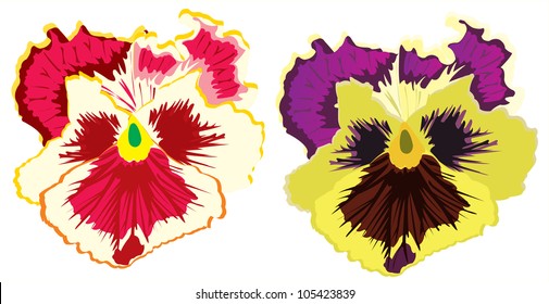 Vector flower pansy on white background