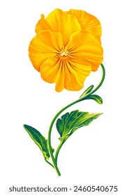 Vector flower pansy yellow bright flower detailed hand drawn. Botanical illustration for your design, flyers, advertising, social media, textiles.