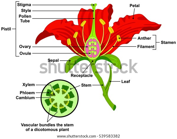 Vector Flower Parts Diagram with stem cross\
section anatomy of plant morphology and its contents useful for\
school student stamen pistil petal sepal leaf receptacle root\
botany science\
education