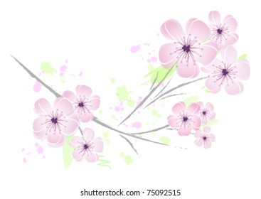 Vector flower - pink cherry blossoms against white background - floral japanese spring design -