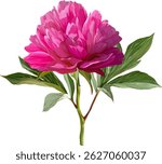 Vector flower pink peony. Realistic peony in bloom. Spring flower