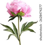 Vector flower pink peony. Realistic peony in bloom. Spring flower. Peony flower