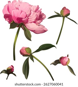 Peônia cor-de-rosa de flor vetorial. Peônia realista florescendo. Flor de primavera, botões de flor de peônia