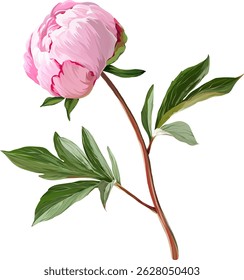 Vector flower pink peony. Realistic peony in bloom. Spring flower. Peony flower