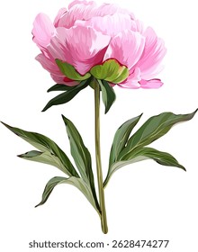 Vector flower pink peony. Realistic peony in bloom. Spring flower. Peony flower