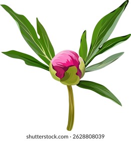Peônia cor-de-rosa de flor vetorial. Peônia realista florescendo. Flor de primavera. Flor de peônia. Botão de flor de peônia