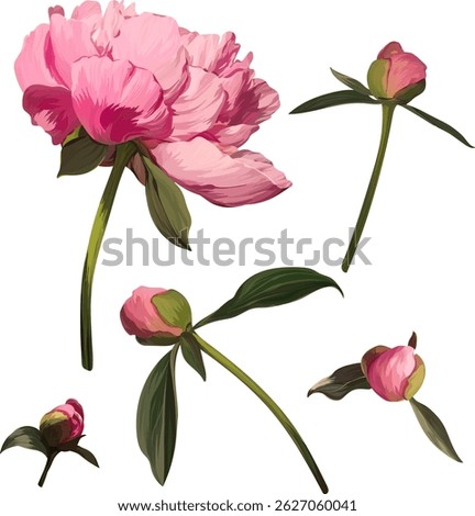 Vector flower pink peony. Realistic peony in bloom. Spring flower, peony flower buds