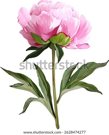 Vector flower pink peony. Realistic peony in bloom. Spring flower. Peony flower