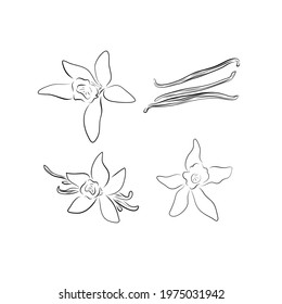 Vector flower and pod vanilla in hand drawn sketch. Blooming aromatic spices, ingredients and seasonings for kitchen and perfumery, sweet smell and oil.Yellow and brown elements on a white background.