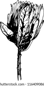 Vector flower protea black and white. Floral illustrations for wedding table, greetings, wallpaper, fashion, backgrounds, textures, DIY, wrappers, cards, logo, etc