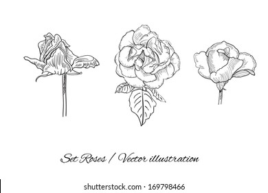 Vector flower roses set. Collection of detailed hand drawn roses flower on an isolated background. Vector illustration EPS10.