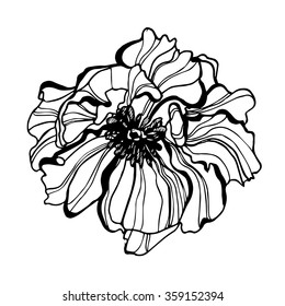 Vector flower scetch detailed hand drawn poppy flower.