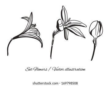 Vector flower set. Collection of detailed hand drawn flower on an isolated background. Vector illustration EPS10.