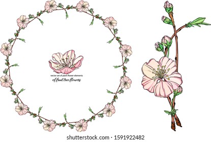 vector flower set with delicate flowers, blooming branch