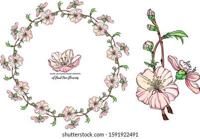 vector flower set with delicate flowers, blooming branch