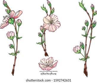 vector flower set with delicate flowers, blooming branch