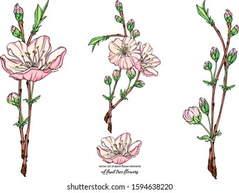 vector flower set with delicate flowers, blooming branch