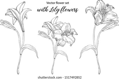 Vector flower set with Lily flowers