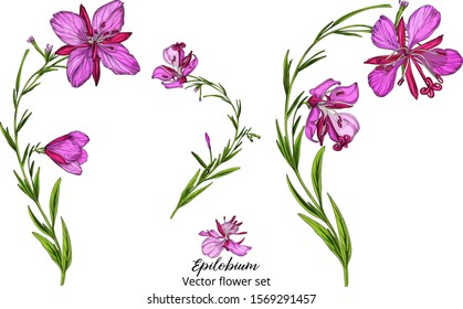 Vector flower set, with pink delicate flowers.