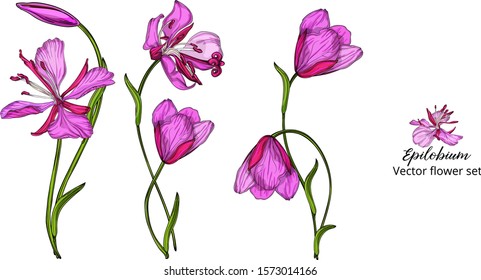 Vector flower set, with pink delicate flowers