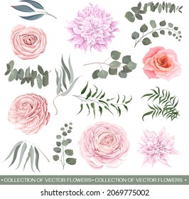 Vector flower set. Pink roses, dahlia, ranunculus, eucalyptus, leaves and plants. All plants isolated on white background